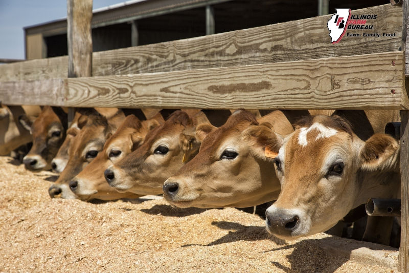 Illinois loses 9% of dairies; farmers investigate options
